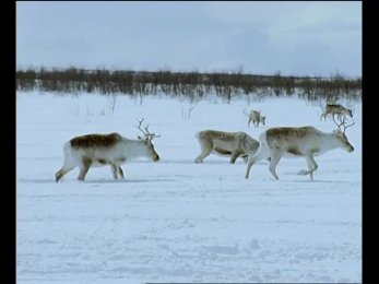 Caribou